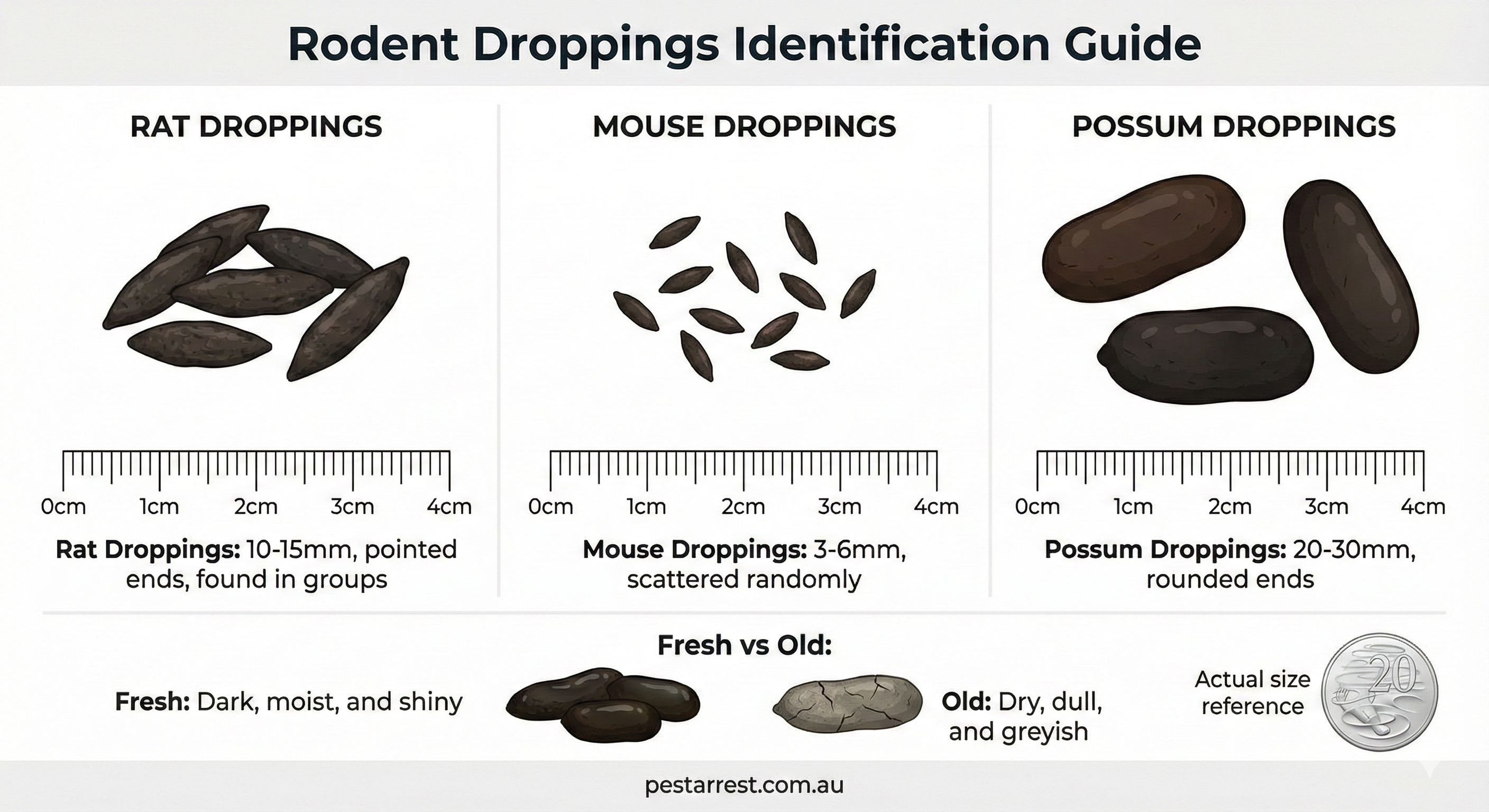 Rodent droppings identification guide comparing rat droppings at 10-15mm, mouse droppings at 3-6mm, and possum droppings at 20-30mm with ruler for scale and 20 cent coin for size reference